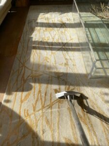A carpet cleaner with a metal nozzle cleans a patterned rug in sunlight.